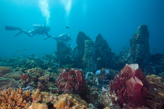 Scuba Diver Buddy Team Diving Underwater