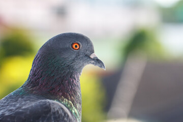 closeup photo of pigeon day time,Pigeon sitting on the fence