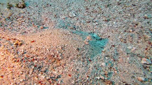 flounder perfectly camouflaged swims on a sandy bottom