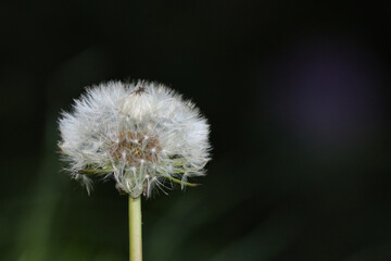 Löwenzahn Pusteblume