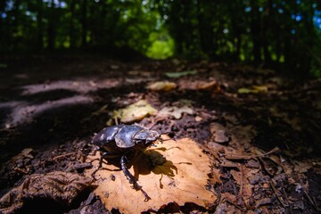 Large beetle stag giant female,  nature.