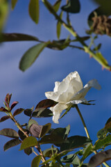 Closeup of a white flower on a rose bush