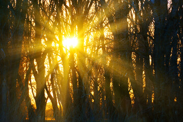 sun rays through a tree branches in dark autumn forest at sunset, dramatic nature