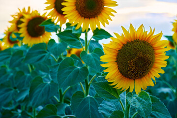 bright sunflower field, a beautiful landscape on a summer day