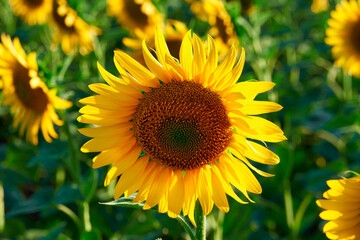 sunflower - bright field with yellow flowers, beautiful summer landscape in sunset