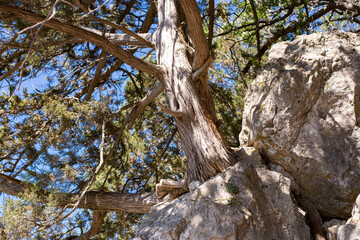 a tree grows on a rock