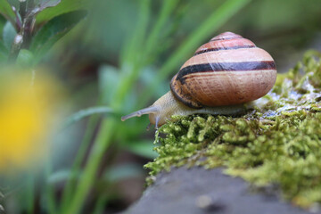 kriechende Schnecke mit Schneckenhaus