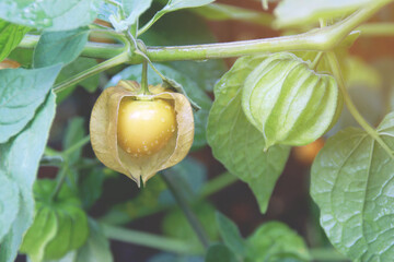 Fresh Cape Gooseberry (Physalis peruviana) Fruit on Its Tree