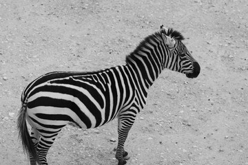 Fototapeta na wymiar Top view of a black and white zebra, Jerusalem, Israel.
