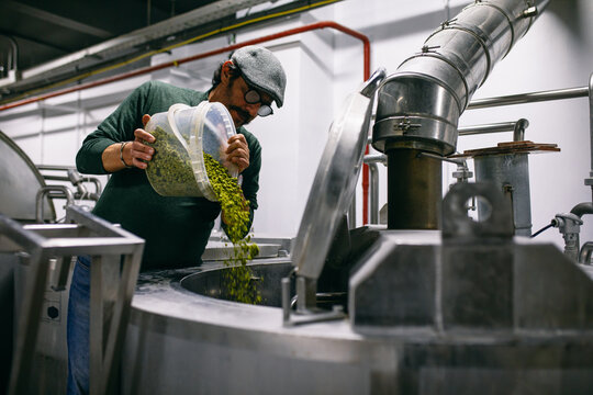 Male brewer adding hop into beer - Powered by Adobe