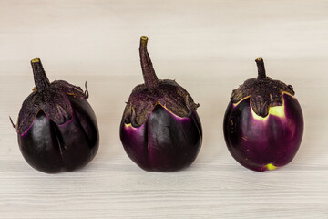 Dark purple eggplants (Prosperosa Eggplant heirloom) against bright gray background. Three organic aubergine vegetable.