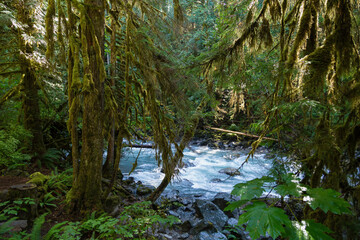 Flowing Stream in the Mt. Baker-Snoqualmie National Forest