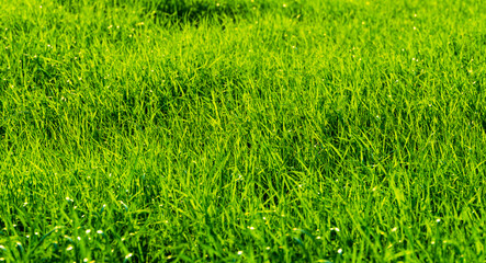 wilde wiese, weite graslandschaft mit kleinen hügeln, monokultur rasenfläche, kleine grashalme mit vielen details, hintergrund und banner oder auch textur und copy space