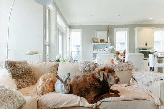 Fluffy bunnies rabbits with dogs cuddling on couch