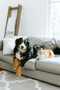 Big dog sitting with cat not impressed