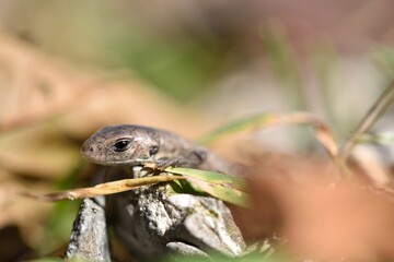 Lizard sunbathes on stone in an autumn mountain landscape