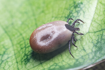A dangerous parasite and infection carrier mite sitting on a green leaf