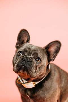 French Bulldog looking on pink background