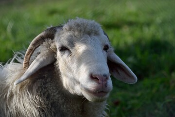 portrait of a sheep with horns