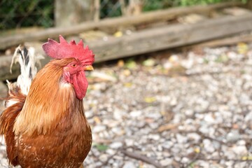 Rooster with red comb in the farm in autumn