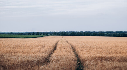 Fototapeta na wymiar Field with spikelets of ripe wheat