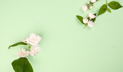 Fresh jasmine flowers on a green background. White spring flowers. Mockup and free space for text. High quality photo