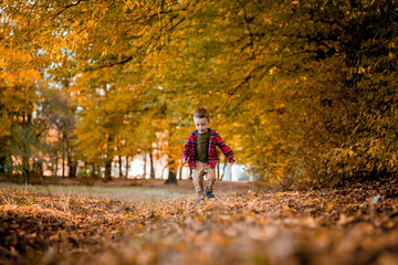 Little boy walks in nature in autumn, a preschooler in the autumn Park in yellow leaves
