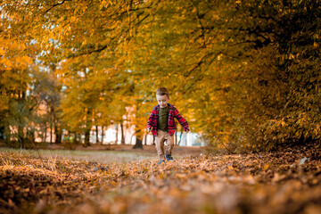 Fototapeta premium Little boy walks in nature in autumn, a preschooler in the autumn Park in yellow leaves