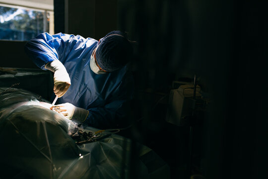 Male veterinary making injection during surgery