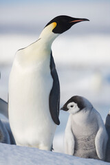 Emperor Penguin and Chick, Snow Hill Island,  Antarctica