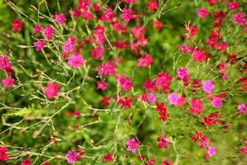 Obraz na płótnie Canvas Pink wild carnation flowers on a blurred green background. Summer season.