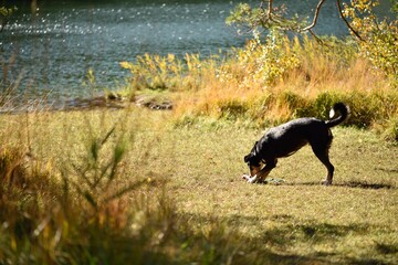 Dog plays with stick near a lake.