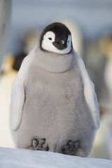 Emperor Penguin Chick, Snow Hill Island,  Antarctica © Paul