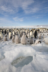 Emperor Penguin Rookery,  Antarctica