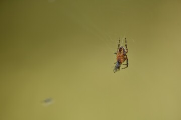 Spider Hunting