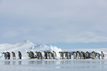Emperor Penguins,  Antarctica