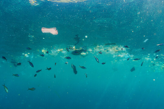 Fish interacting with plastic and microplastic pollution