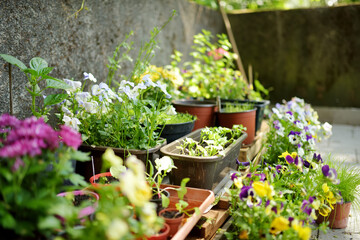 Various green plants and blossoming flowers in boxes on a doorstep.