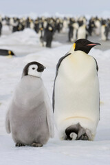 Obraz premium Emperor Penguins, Antarctica