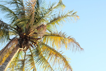 coconut palm tree