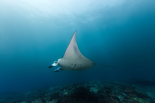 Reef manta ray Mobula Alfredi
