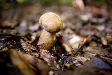White mushrooms in the woods, on a background of leaves, bright sunlight. Boletus. Mushroom