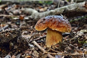 Boletus edulis edible mushroom