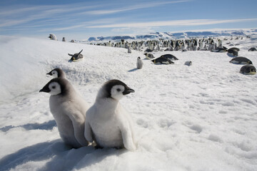 Obraz premium Emperor Penguin Chicks, Antarctica