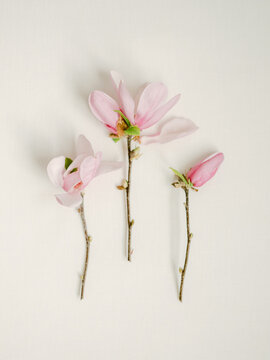 Tulip Magnolia Study
