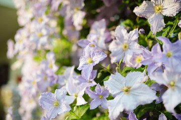 Flowering pink clematis in the garden. Flowers blossoming in summer.