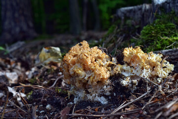 Mushroom Sparassis crispa