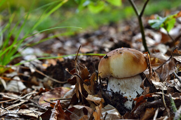Boletus edulis edible mushroom