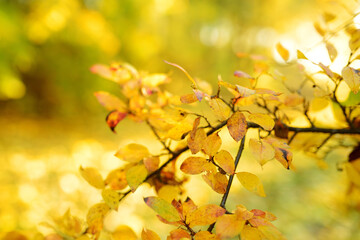Naklejka na ściany i meble Beautiful golden leaves on a tree branch on autumn day