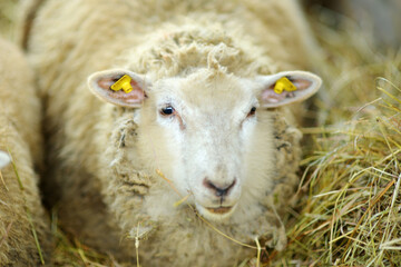 Sheep in a small petting zoo on traditional Christmas market in Riga, Latvia.